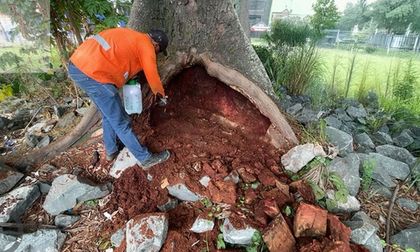 Comunidad y Distrito protegen árboles en Cali