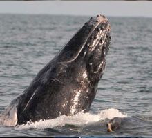 Recientes bloqueos en vía a Buenaventura amenazan temporada de avistamiento de ballenas