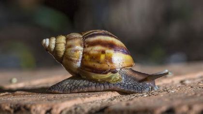 Imagen de  Identificaron 117 puntos críticos de caracoles africanos en el Valle de Aburrá