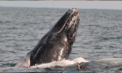Recientes bloqueos en vía a Buenaventura amenazan temporada de avistamiento de ballenas