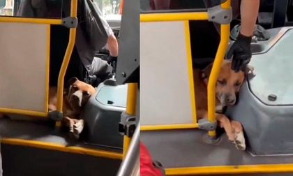 Viral: conductor de bus lleva a su perro en las rutas y causa furor en redes