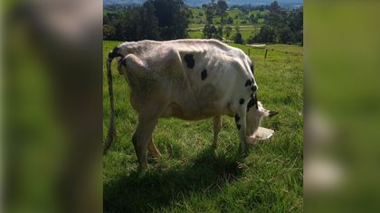 Imagen de Nació un ternero con dos cabezas en finca lechera de La Unión
