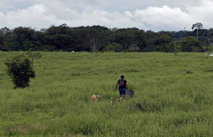 Imagen de  Crece la deforestación en Amazonía colombiana a causa de expansión ganadera, según informe de Greenpeace