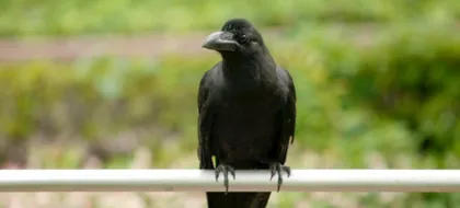 Imagen de Desde herramientas a reconocimiento facial