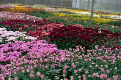 Imagen de Con apoyo de Asocolflores, nueve empresas se unen para realizar la Semana del Crisantemo