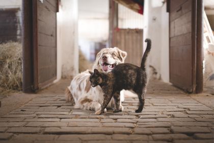 Imagen de  Argelia se suma a la protección animal: radican proyecto para la adopción de Política Pública