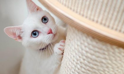 Mira estos 5 tips para eliminar el mal olor de la orina de tu gato