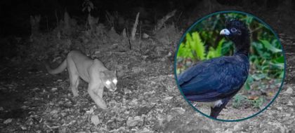 Imagen de Desde pumas hasta paujil de pico azul: Cornare ya tiene 80 cámaras trampa para monitoreo