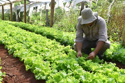 Imagen de ¿Busca empleo? Comfama ofrece más de 600 vacantes para cultivos agrícolas del Oriente