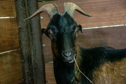 Imagen de Cornelio, el cabrito que era maltratado en una vía pública, está en adopción