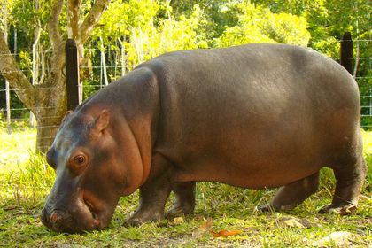 Imagen de  En la Hacienda Nápoles homenajearon a Vanessa, la hipopótamo más querida y que murió hace un mes