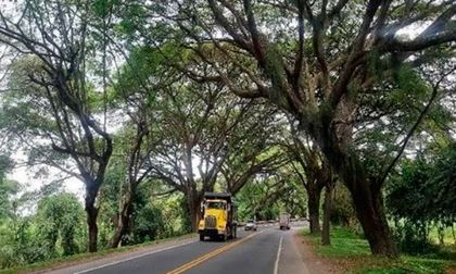 CVC negó permiso ambiental a concesionaria para talar árboles en “túnel verde” de Buga