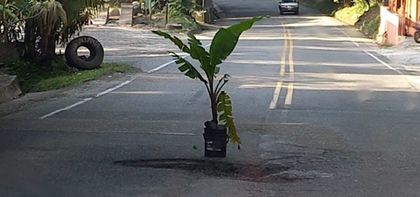 Imagen de ¡Cuidado al transitar! Siembran nuevas matas de plátano en la vía Medellín-Bogotá como señal de protesta