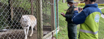 Imagen de  Fin de la historia con “Invierno”: destino del perro lobo en vereda de Rionegro