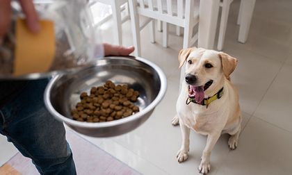 Alimentos prohibidos que nunca debes dar a tu mascota