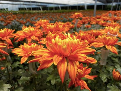 Imagen de  En un 40 % aumentaría la venta de flores y chocolates por Amor y Amistad