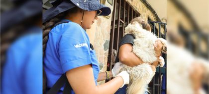 Imagen de Medellín refuerza acciones para prevenir casos de rabia transmitida por animales