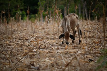 Imagen de  Fenómeno de El Niño aumenta la inseguridad alimentaria en América Latina y el Caribe, alerta la ONU
