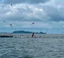 Advierten aumento del nivel del mar en el Pacífico entre el 4 y el 11 de diciembre