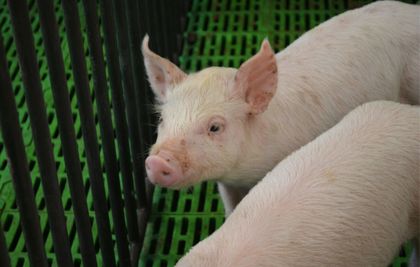 Imagen de ¿Música para porcinos? Investigadores de la UdeA buscan reducirles el estrés