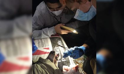 Imagen de Preocupación en Cornare por constantes ataques de perros y gatos a la fauna silvestre