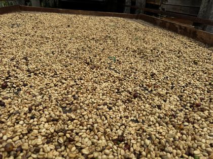 Imagen de  Gobierno nacional activará el Fondo de Estabilización de Precios del Café para atender la crisis