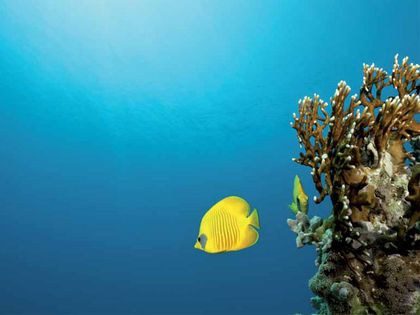 Donaciones a lo más profundo del océano