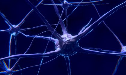 GluN3A regula la formación de conexiones entre hemisferios