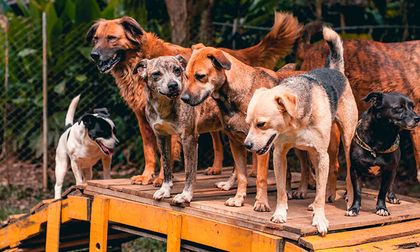 300 animales esperan techo seguro: así puedes ayudar a la Fundación Paraíso de la Mascota