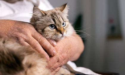 Cuide a su gato de la diabetes felina, conozca los síntomas y vea qué hacer