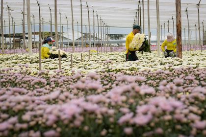 Imagen de  Cornare y 22 empresas floricultoras ratificaron acuerdo ambiental de Crecimiento Verde
