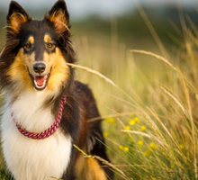 ¿Qué debes preparar para viajar con tu mascota?