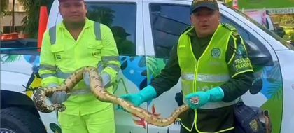 Imagen de Policías rescatan una boa constrictor en una importante vía de Antioquia