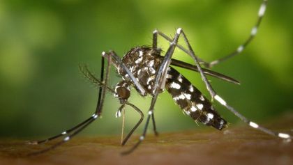 Imagen de  ¿Los mosquitos transmiten el COVID-19?