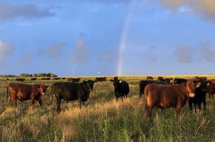 4 empresas B que impulsan la regeneración agrícola y ganadera en América Latina