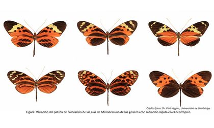 Científicos redibujan el árbol evolutivo de mariposas de alas tigre