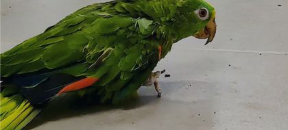 Imagen de  Triste historia: una lora frentiamarilla estuvo en cautiverio en una pequeña jaula durante 60 años