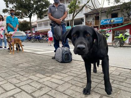 Más de 200 mascotas fueron esterilizadas en Marinilla