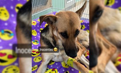 Imagen de Rescatistas de San Rafael y Medellín luchan para salvar al pastor alemán que habría sido abusado sexualmente