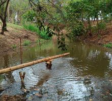 Humedal El Limonar en Cali enfrenta la sequía: así fue la intervención con 44.000 litros de agua