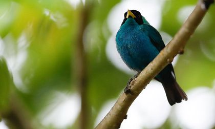 Colombia Birdfair 2026 abre sus alas en Cali