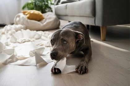 Imagen de  ¡Toma nota! Maneras para calmar a tu mascota durante la pirotecnia de fin de año