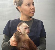 El Dagma devolvió 41 animales silvestres a su hábitat natural en Caquetá y Amazonas