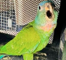 CVC rescató fauna silvestre en el norte del Valle