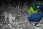 Imagen de Desde pumas hasta paujil de pico azul: Cornare ya tiene 80 cámaras trampa para monitoreo