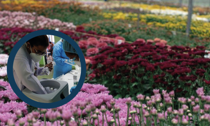 Imagen de 6.227 vacunas serán empleadas en el Oriente para el sector floricultor