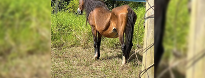 Imagen de Autoridades descartaron caso de maltrato animal en La Ceja