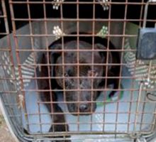 Desarticulan red de peleas de perros en Colombia