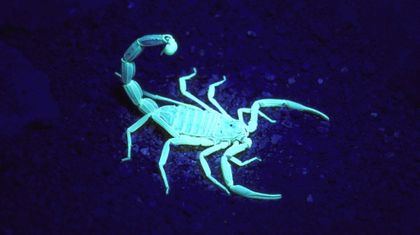 Imagen de  Descubrieron en Colombia un escorpión capaz de rociar su veneno en múltiples direcciones