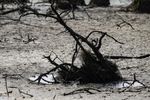 Imagen de FAO y PMA instan a donar 202 millones de dólares para proteger a 22 países del fenómeno de El Niño